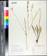 Lobelia paludosa image