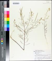 Polanisia tenuifolia image
