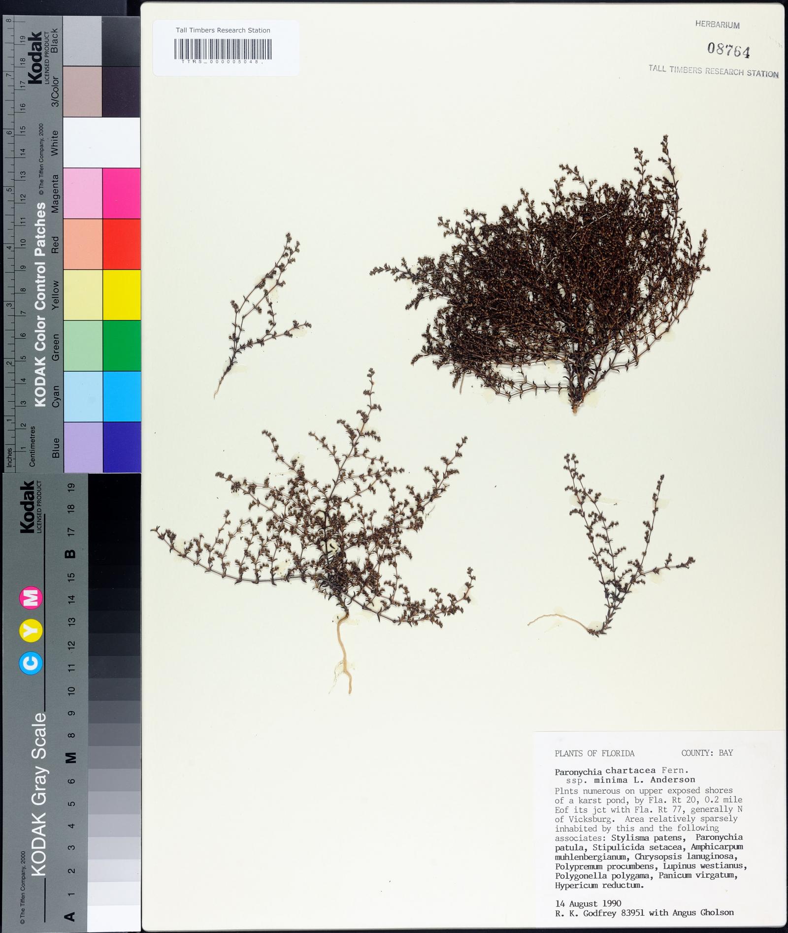 Paronychia chartacea subsp. minima image
