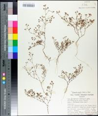 Paronychia rugelii image