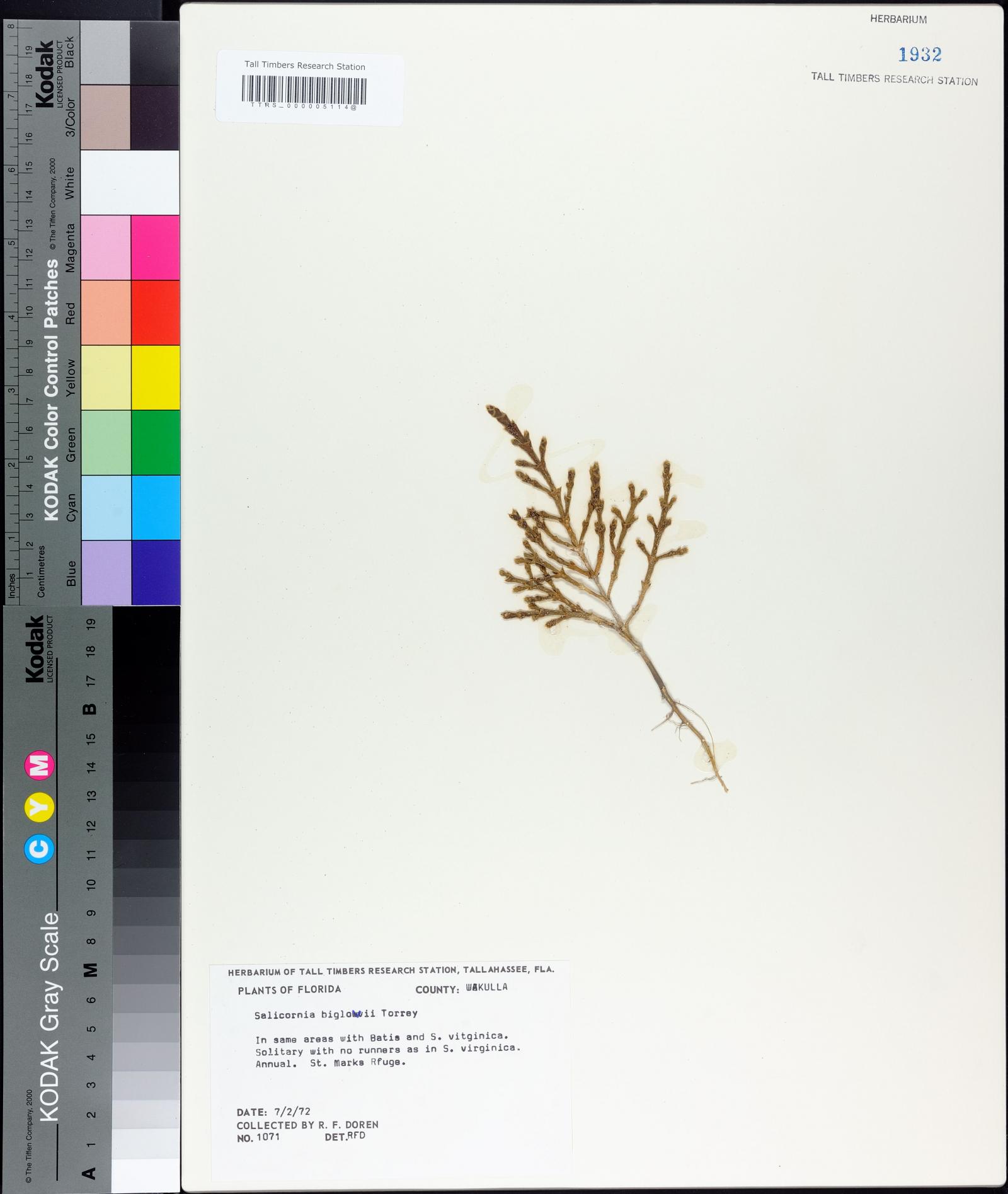 Salicornia bigelovii image
