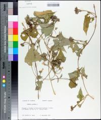 Ipomoea lacunosa image