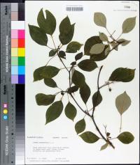 Cornus alternifolia image