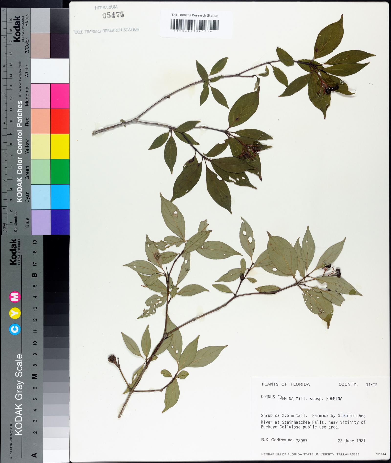 Cornus foemina image