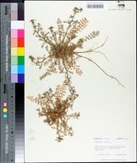 Lepidium didymum image