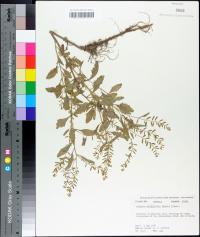 Rorippa sessiliflora image
