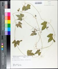 Melothria pendula image