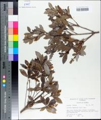 Cliftonia monophylla image