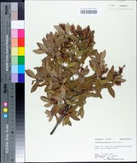 Cliftonia monophylla image