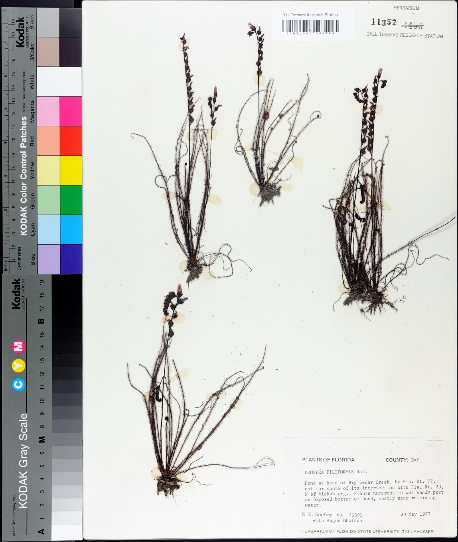 Drosera filiformis image