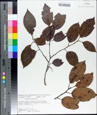 Diospyros virginiana image