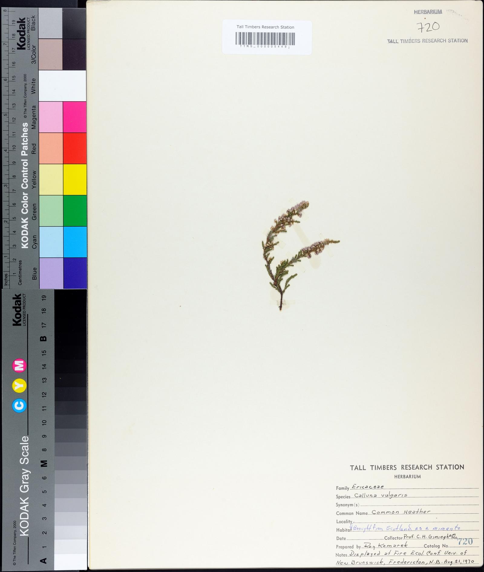 Calluna vulgaris image