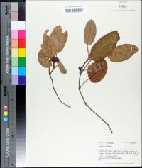 Epigaea repens image