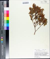 Lyonia ferruginea image