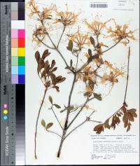 Rhododendron canescens image