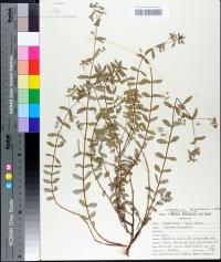 Chamaesyce hyssopifolia image