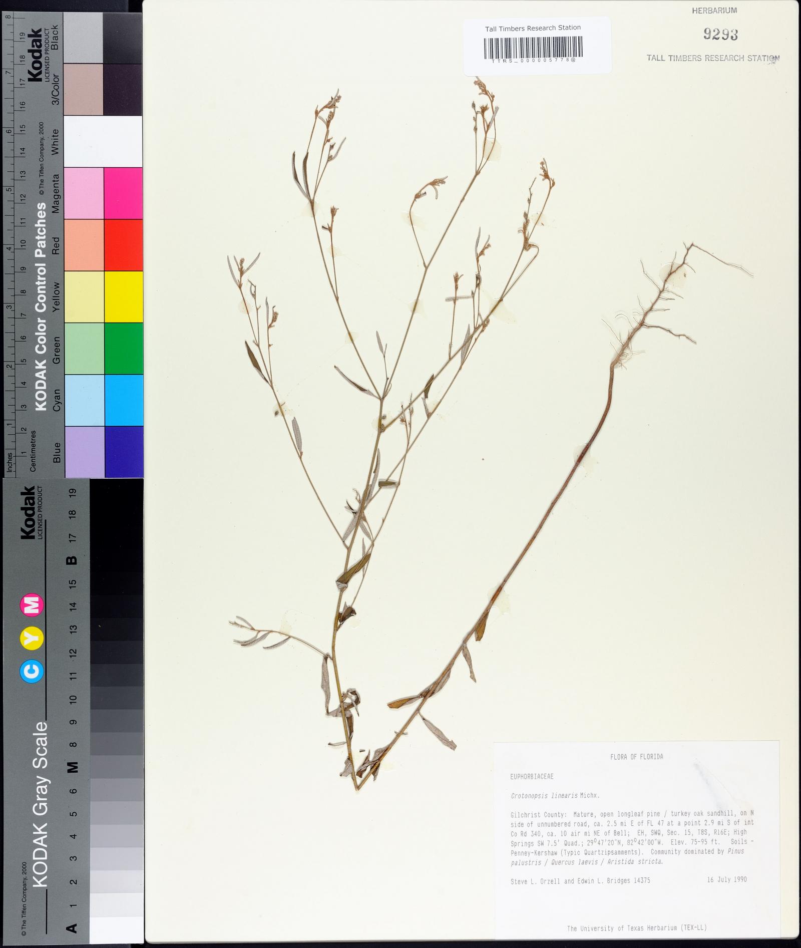 Croton michauxii image