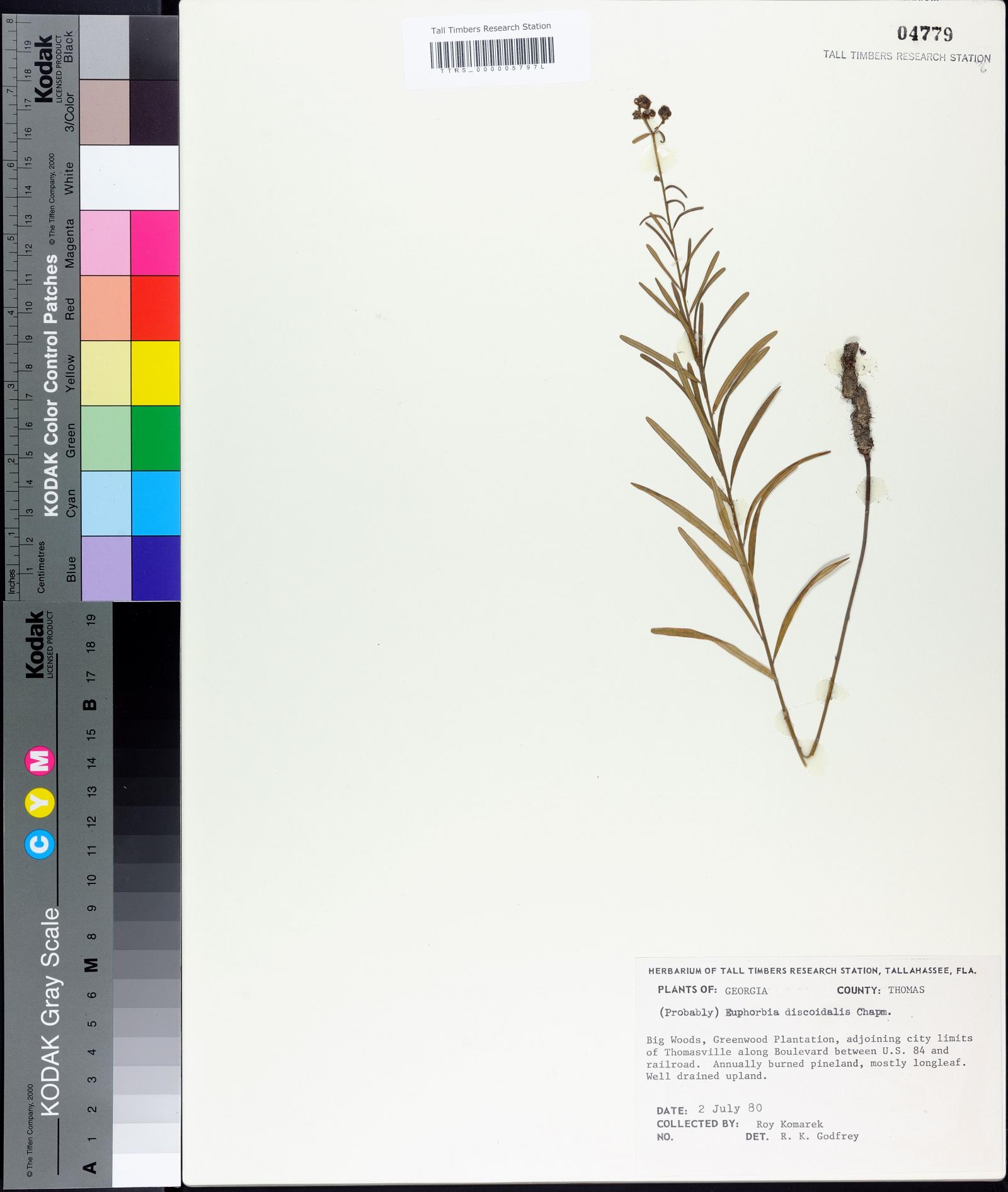 Euphorbia discoidalis image