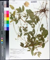 Centrosema virginianum image