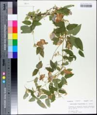 Centrosema virginianum image