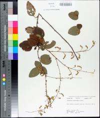 Desmodium floridanum image