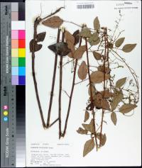 Desmodium floridanum image