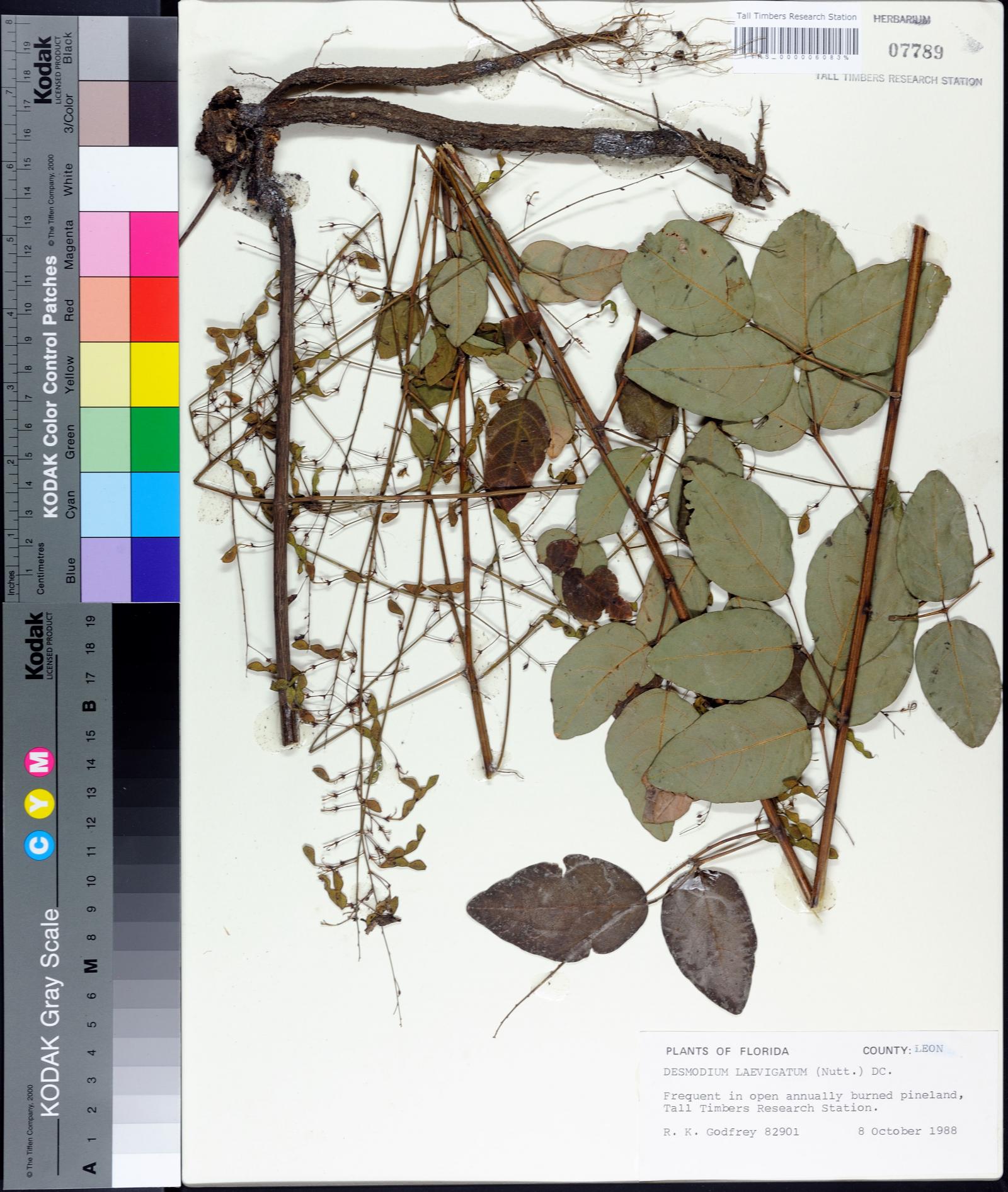 Desmodium laevigatum image