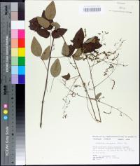 Desmodium laevigatum image