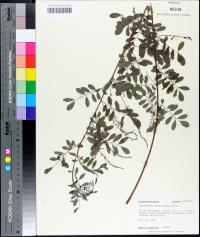 Indigofera caroliniana image