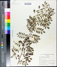 Indigofera caroliniana image