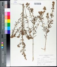 Lespedeza angustifolia image