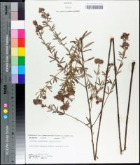 Lespedeza angustifolia image