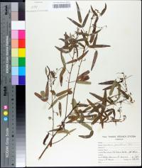 Desmodium paniculatum image