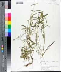 Desmodium tenuifolium image