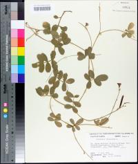Tephrosia chrysophylla image