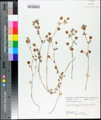 Trifolium campestre image