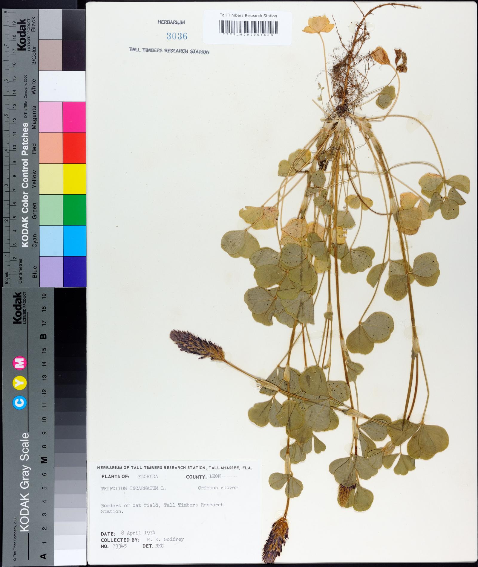 Trifolium incarnatum image