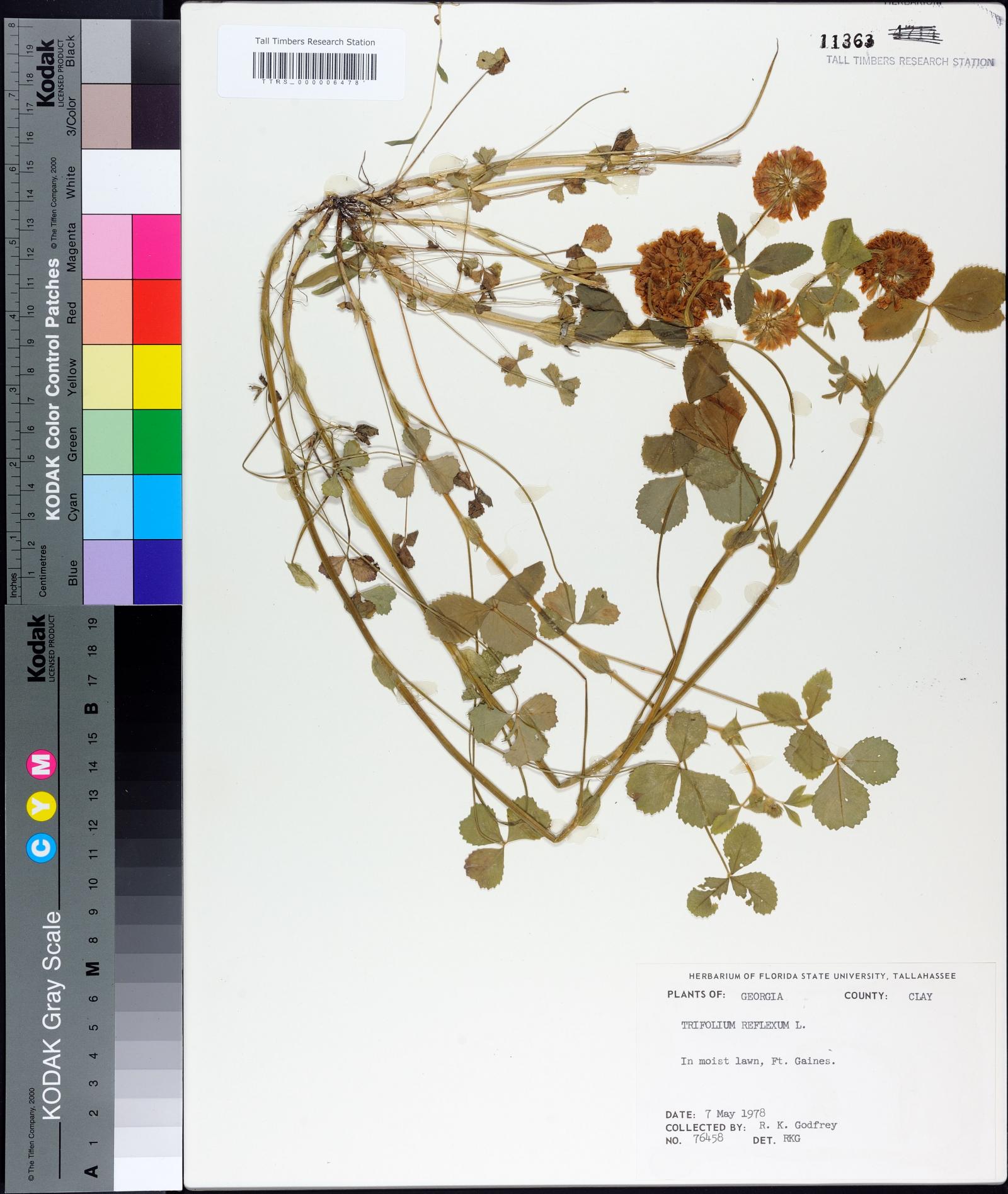 Trifolium reflexum image