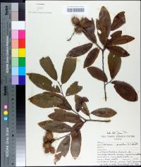 Castanea pumila image