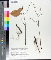 Fagus grandifolia image