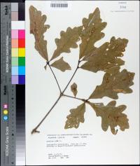 Quercus alba image