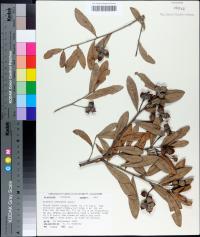 Quercus geminata image