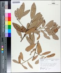 Quercus geminata image