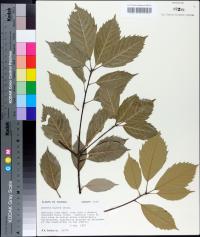 Quercus glauca image