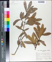 Quercus hemisphaerica image