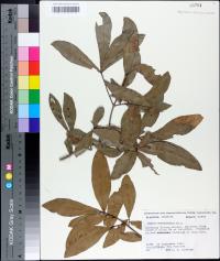 Quercus hemisphaerica image