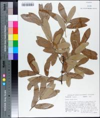 Quercus incana image