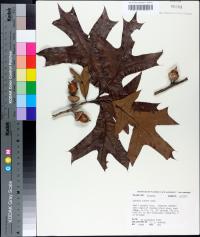 Quercus laevis image