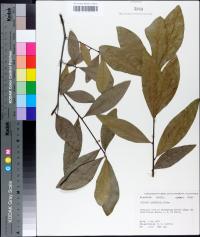 Quercus laurifolia image