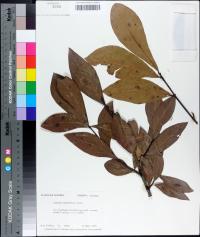 Quercus laurifolia image